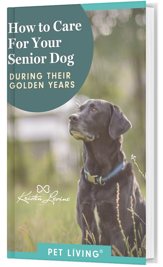 how-to-care-for-your-senior-dog-during-their-golden-years